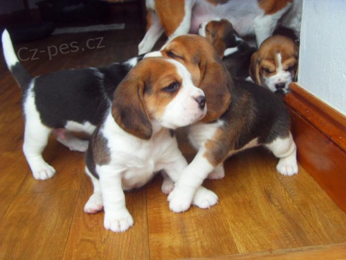 Beagle štěňata pro přijetí Prosím, dejte této roztomilé štěňátka milující navždy domov, protože mé zdraví je překážkou. Nemohu jim dát veškerou lásku a pozornost, kterou potřebují, takže je musím znovu naladit