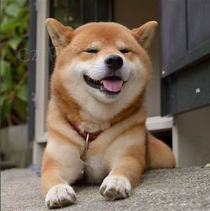 Shiba-Inu