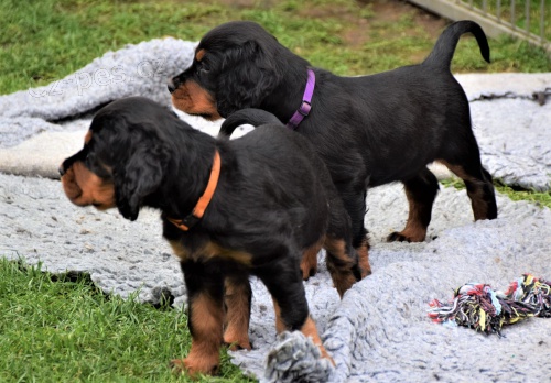 gordon setter pipraven tento tden jt do novch domov,