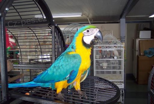 Modr a zlat papouek ruka reagovala na prodej Neuviteln maznav macaw. Velmi velmi krotk vborn s dtmi a dalmi domcmi mazlky. astn rodina ho bude mt tolik asu a lsky do jeho chovu rukou