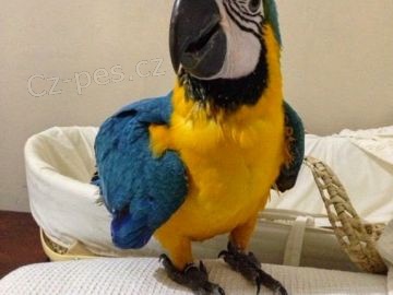 Modr a zlat papouek ruka reagovala na prodej Neuviteln maznav macaw. Velmi velmi krotk vborn s dtmi a dalmi domcmi mazlky. astn rodina ho bude mt tolik asu a lsky do jeho chovu rukou
