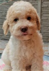 Lagotto Romagnolo - Italsk vodn pes