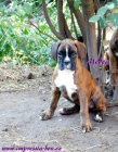 teata - boxer, Impressia-Box