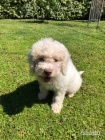 Lagotto ttka z Romagny