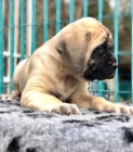 K dispozici jsou tata Bullmastiff