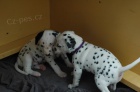 zdrav ttka Dalmatian pro pijet