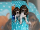 zdrav ttka Beagle pro pijet