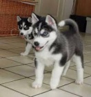 Sibirsk husky tentka