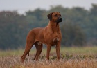 Rhodesian Ridgeback tata