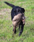 Labrador retriever - ern tata