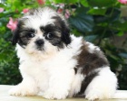Štěňata Shih Tzu. Jsou to drzé postavičky. Velmi zdravé, robustní, velmi živé a přátelské. Vynikající osobnosti