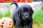 Flat coated retriever tata s PP