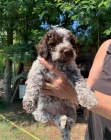 Ndhern rozkon ttka Lagotto Romagnolo