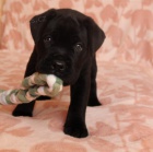 Cane Corso s PP