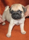 Mops s PP-