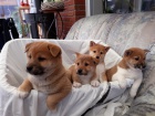 vzácná štěňata shiba inu hledající někde, kam zavoláte