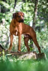 Rhodsk ridgeback tata s PP odbr