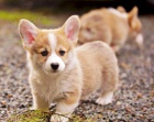 milek Welsh Corgi (Pembroke)