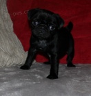 Mops štěňata