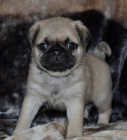 Mops štěňata