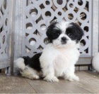 Prijmite teraz. Ndhern a hrav teniatka samcov a samc shih tzu s k Prijmite teraz. Ndhern a hrav teniatka samcov a samc shih tzu s k dispozcii na adopciudispozcii na adopciu