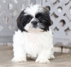 Prijmite teraz. Nádherné a hravé šteniatka samcov a samíc shih tzu sú k dispozícii na adopciu