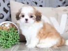 Prijmite teraz. Nádherné a hravé šteniatka samcov a samíc shih tzu sú k dispozícii na adopciu