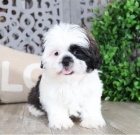 Prijmite teraz. Nádherné a hravé šteniatka samcov a samíc shih tzu sú k dispozícii na adopciu