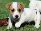 jack russell tata pro adopci zdarma