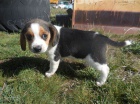 beagle puppies for free adoption!