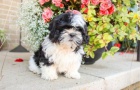 tat shih tzu zdarma k adopci !! 23