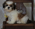 tat shih tzu zdarma k adopci !! 10