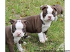 adoptivní štěňátka přátelská a hravá adoptivní štěňátka přátelská a hravá Bostonský teriér