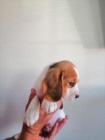 Dvě štěňata Beagle