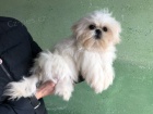 krásná štěňata shih-tzu