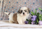 Laskavý srdce Shih Tzu