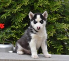 Štěňata sibiřského Husky