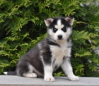 Štěňata sibiřského Husky