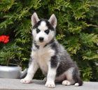 K dispozici je 12 týdnů štěňat Husky pro přežívajících samců a samic  Máme k dispozici tato krásná štěňátka Husky! AKC Registrováno   Plně zdravotně zkontrolováno    Vakcinováno a odčerveno Zdravotní záruka    Testováno zdraví rodičů  E-mail :::::::::::: 