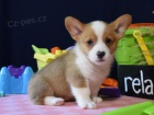 krásná čistokrevná štěňata Pembroke corgi Pes a fena K dispozici hledáme nový domov s mikročipem a rodokmenem jsou 3 měsíce staré s rodiči také za dárek ... E-mail ::::: brandonmba10@gmail.com
