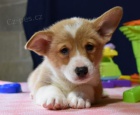krásná čistokrevná štěňata Pembroke corgi Pes a fena K dispozici hledáme nový domov s mikročipem a rodokmenem jsou 3 měsíce staré s rodiči také za dárek ... E-mail ::::: brandonmba10@gmail.com