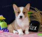 krásná čistokrevná štěňata Pembroke corgi Pes a fena K dispozici hledáme nový domov s mikročipem a rodokmenem jsou 3 měsíce staré s rodiči také za dárek ... E-mail ::::: brandonmba10@gmail.com