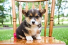 krásná čistokrevná štěňata Pembroke corgi Pes a fena K dispozici hledáme nový domov s mikročipem a rodokmenem jsou 3 měsíce staré s rodiči také za dárek ... E-mail ::::: brandonmba10@gmail.com
