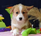 krásná čistokrevná štěňata Pembroke corgi Pes a fena K dispozici hledáme nový domov s mikročipem a rodokmenem jsou 3 měsíce staré s rodiči také za dárek ... E-mail ::::: brandonmba10@gmail.com