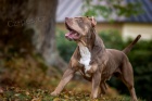 American bully XL, American pitbull XL