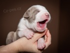 American bully XL, American pitbull XL