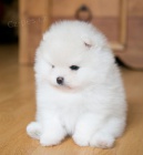čistokrevná štěňátka pomeranian hledající nový domov s mikročipem a rodokmenem jsou 3 měsíce stará se svými rodiči také za dárek
