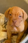 tata Dogue De Bordeaux