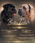 tntka Cane Corso s PP