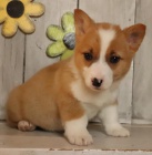 milující velšské Corgi (Pembroke)